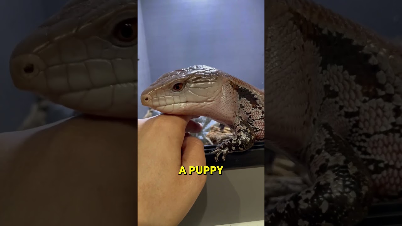 Blue-Tongued Skink | The Best Reptile Pet! 🦎