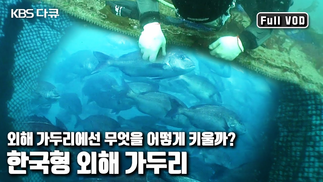 먼 바다 깊은 곳, 물고기가 무럭무럭 자란다. '바다의 로또' 참다랑어,  양식에 성공할 수 있을까? | '먼바다 깊은곳에 - 외해가두리’ (KBS 20090805 방송)