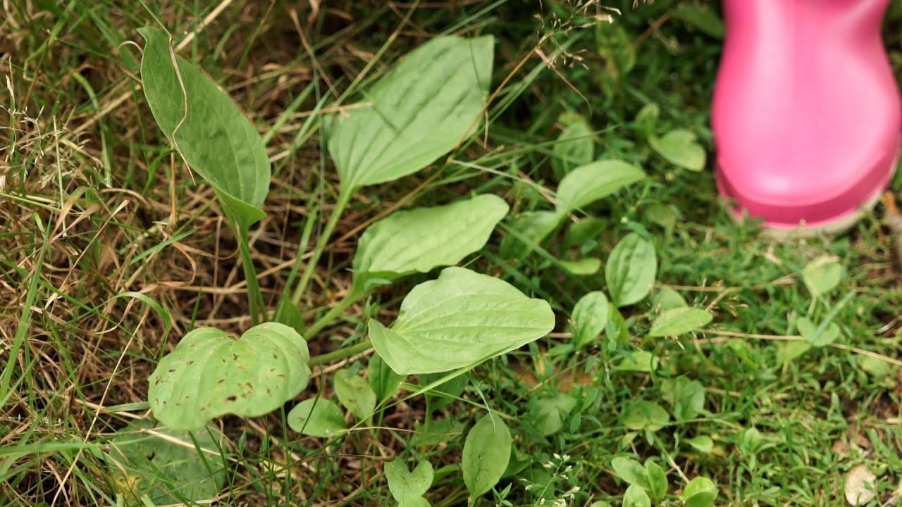 Naturfilmer Dammer Berge: 