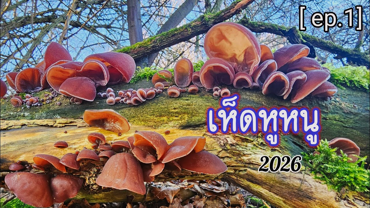 เก็บเห็ดหูหนู แรกของปี 2026  เจอแต่ขอนดกๆ เก็บมันมือ | คนไทยในต่างแดน -เก็บเห็ดต่างประเทศ 