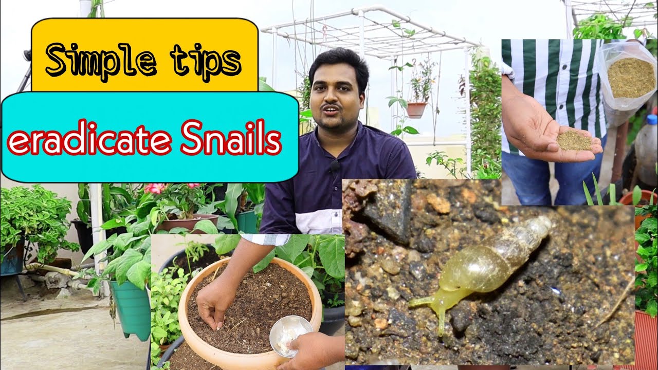 Simple techniques to get rid of snails చిన్న టిప్స్ పాటిస్తే నత్తలు పారిపోతాయి #snails #gardening