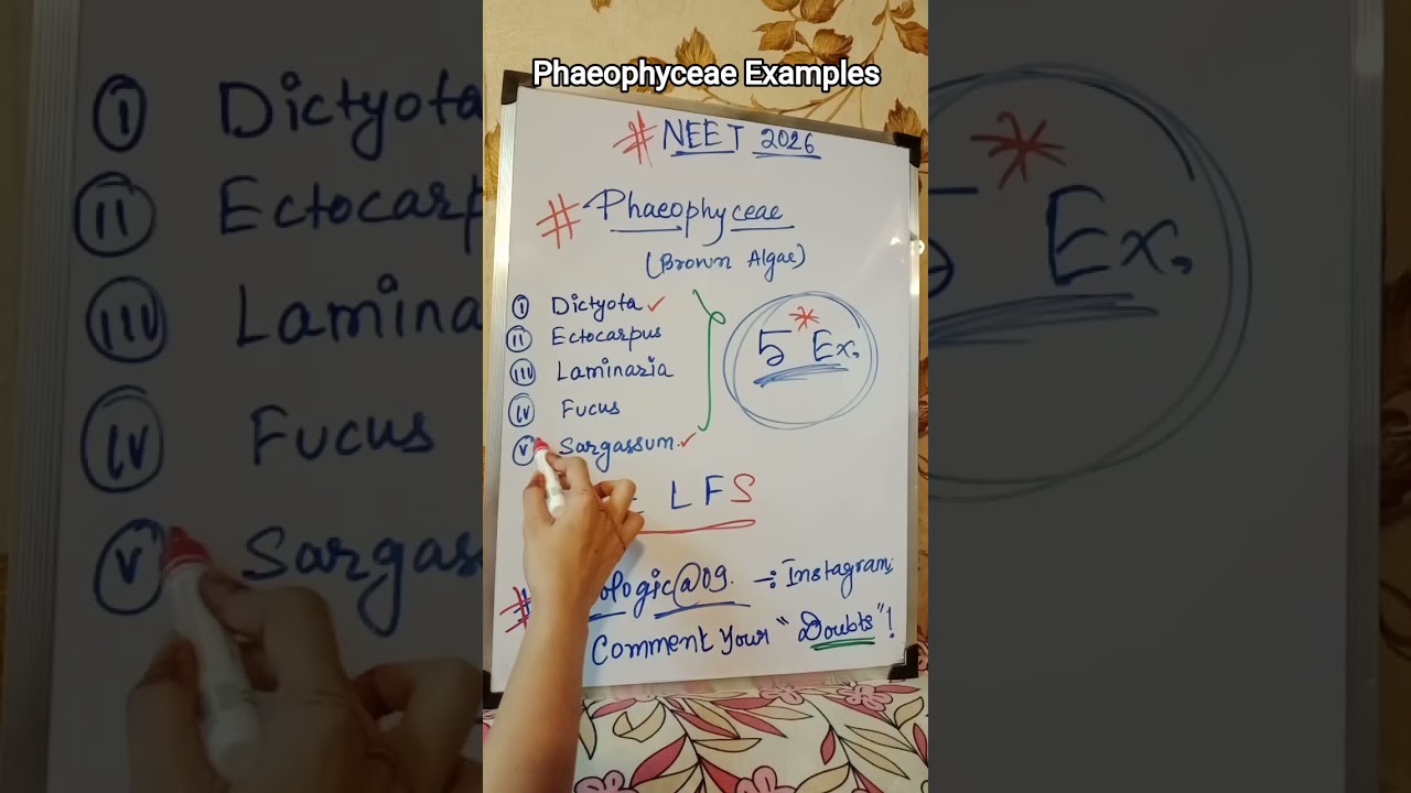 Phaeophyceae Brown Algae examples. #neet #boolo #biology #fyp #2026