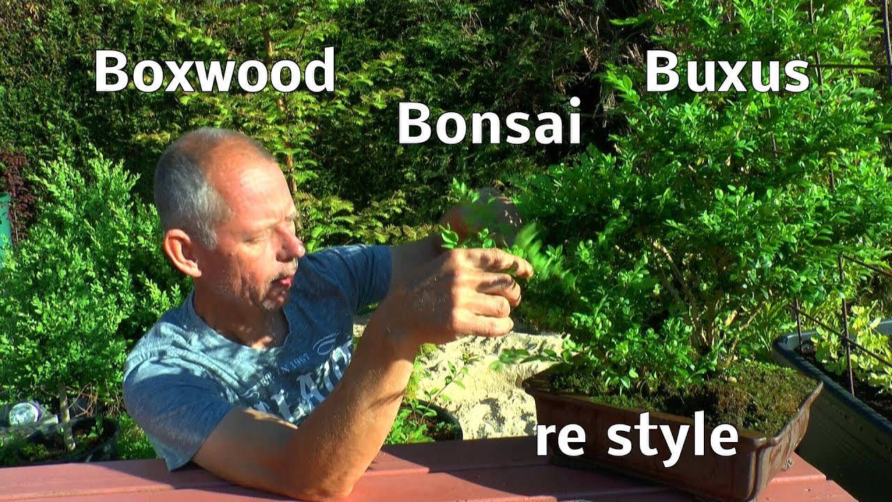 Boxwood Buchsbaum Buxus re style zurück gestalten spezial Bonsai Film mit Detlef Römisch