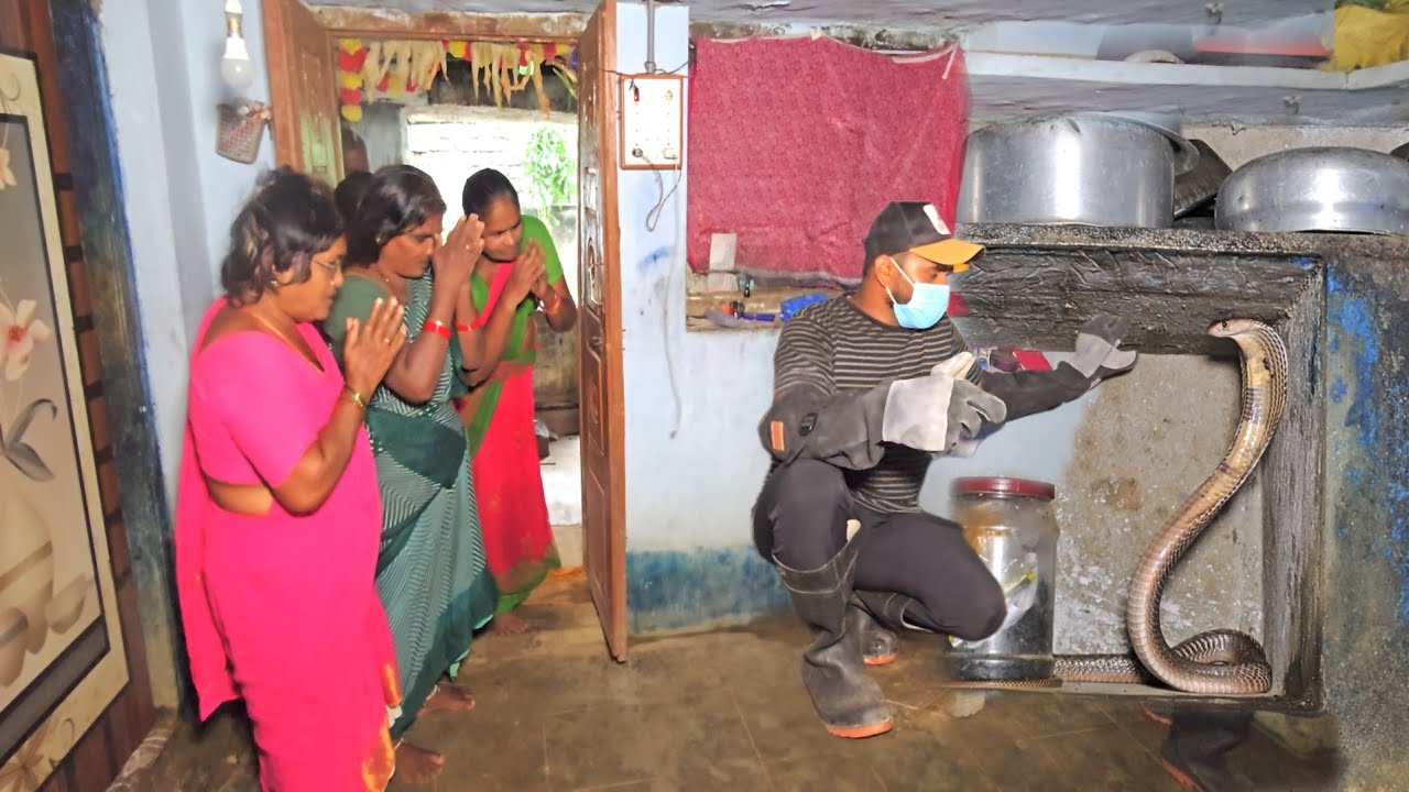 #Indiansprectacled #cobra snake Rescue || కొత్తపల్లి గ్రామంలో రెస్క్యూ: contact,7396969617