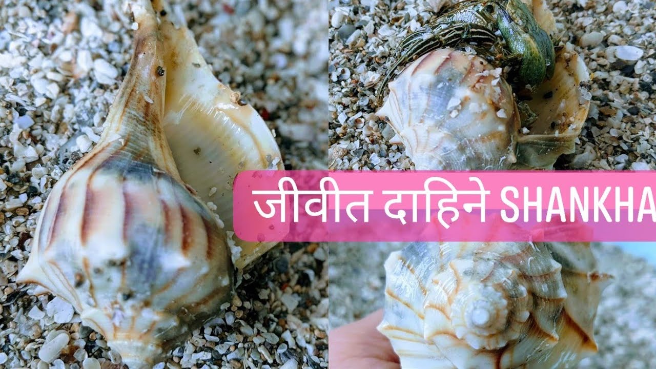 🙏समुद्रमा भेटेको जीवीत दाहिने शंख🇳🇵🇺🇸