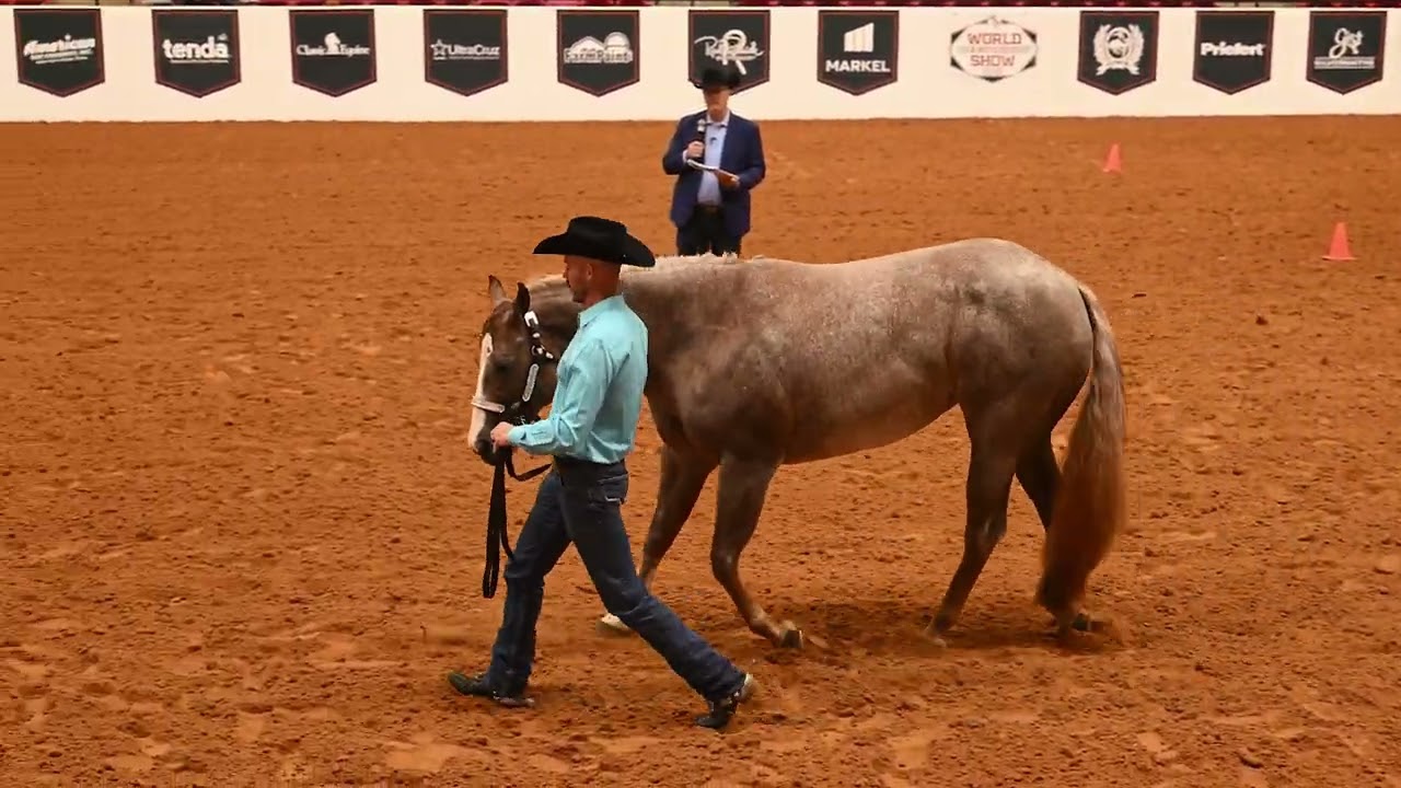 2025 World Show: Youth Fitting & Handling - Youth Futurity Project - Yearling & 2 Year Old