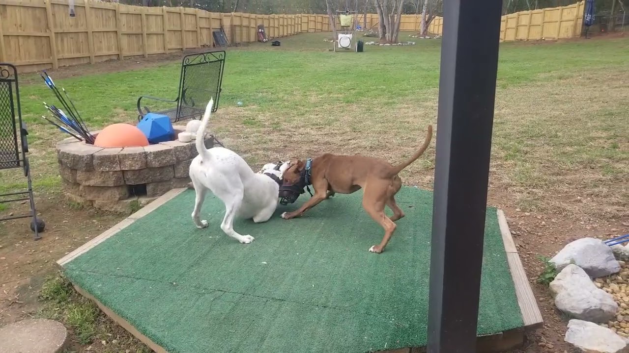Shrimp & Snow Lower Energy Play - Muzzles