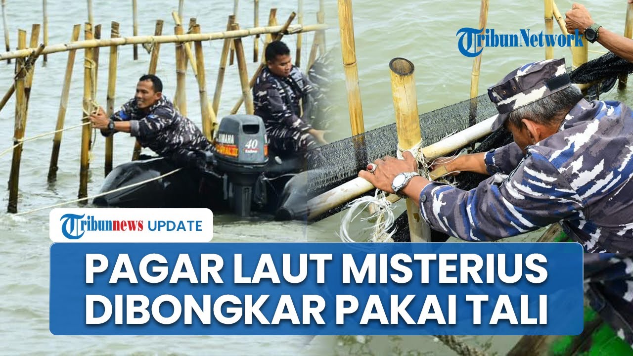 Detik-detik Pembongkaran Pagar Laut 'Misterius' di Tangerang, TNI AL Menyelam Bongkar Pakai Tali