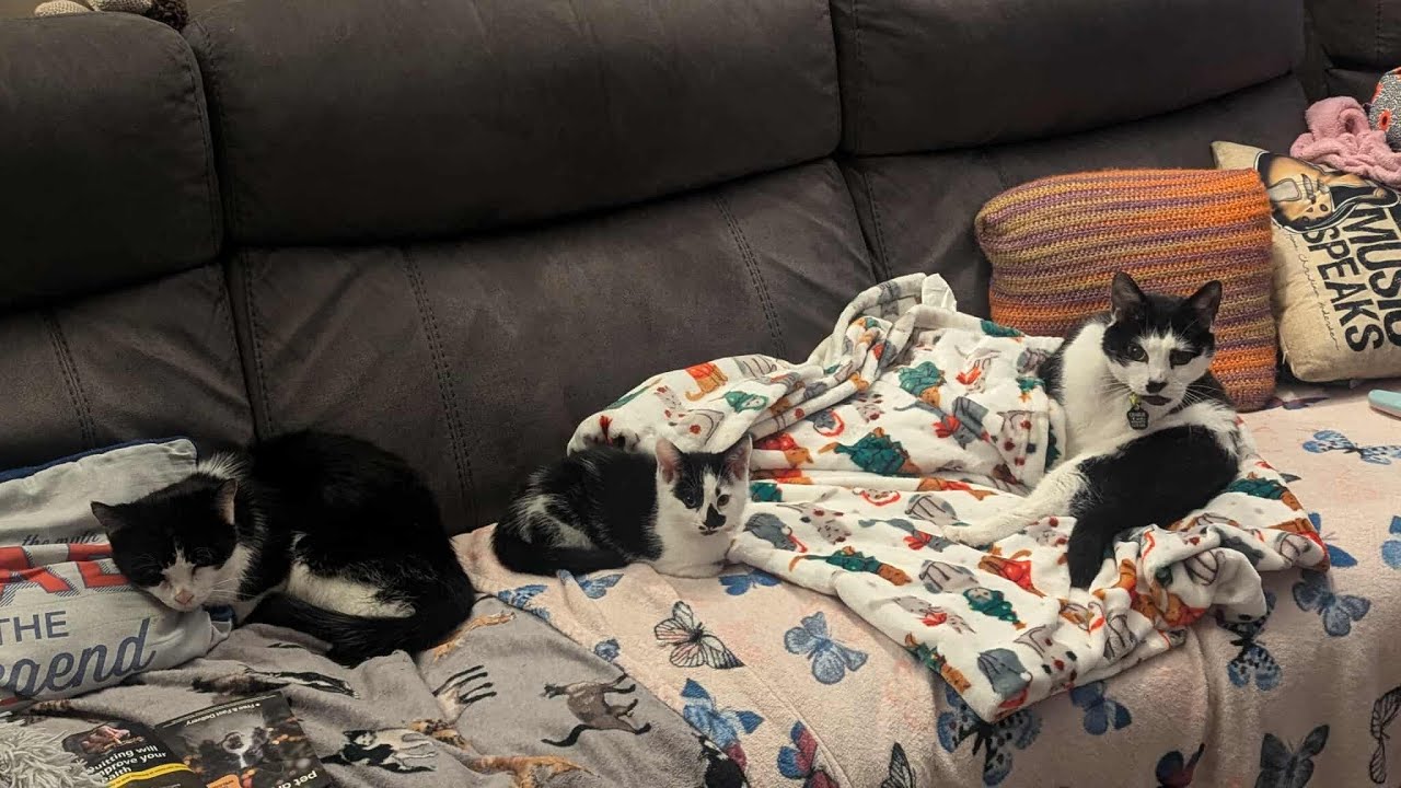 Squeeze - Cool For Cats (for Charlie)