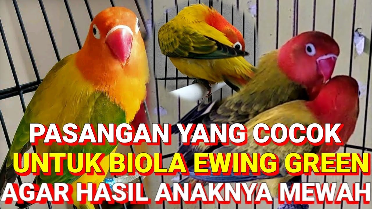 Pasangan yang cocok untuk Lovebird biola ewing green agar hasil anaknya istimewa