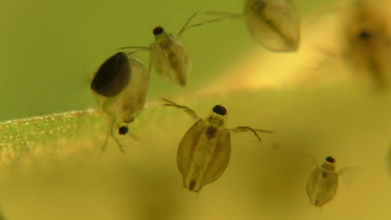 Life On A Stick (seed shrimp vs. daphnia)