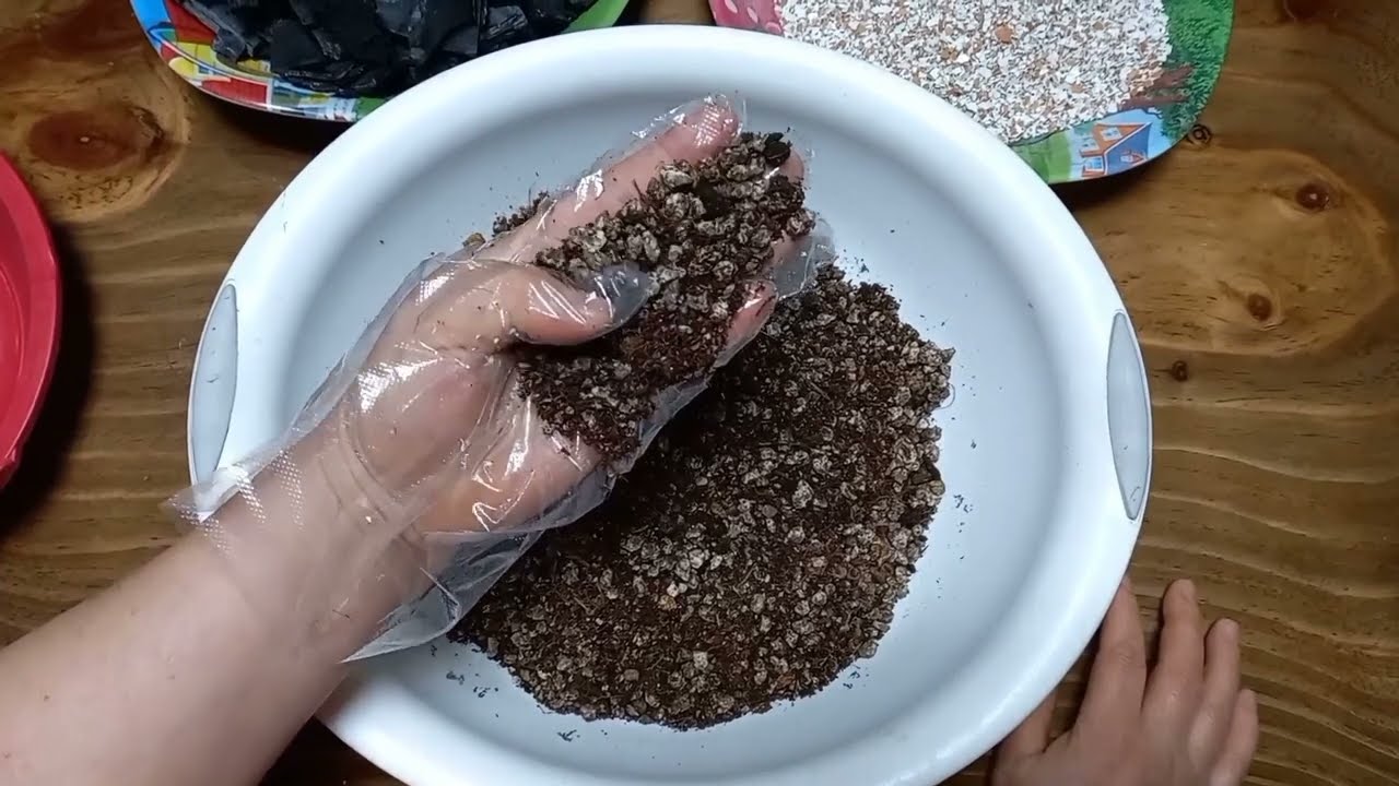 흙에 이걸 부었더니 대박!!해마다 꽃이 주렁주렁 잎이 반질반질 벌레도 없어요/게발선인장 키우기 총정리