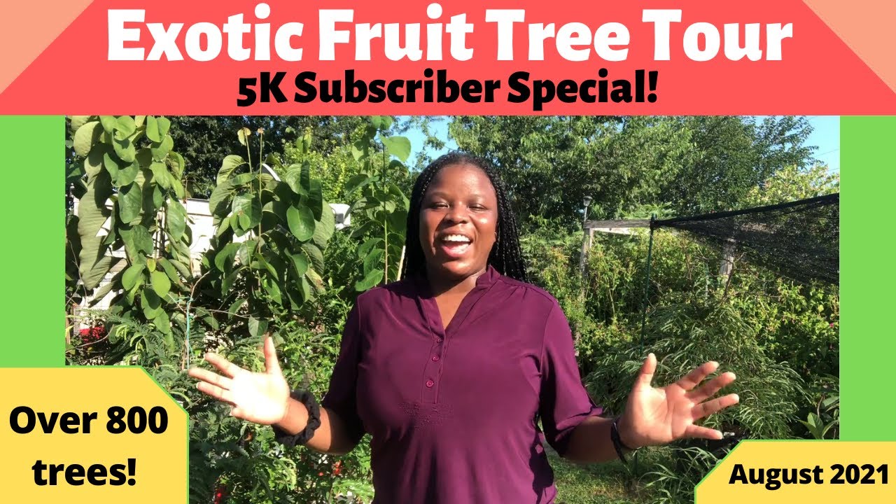 Backyard Fruit Tree Tour| 5K Subscribers Special