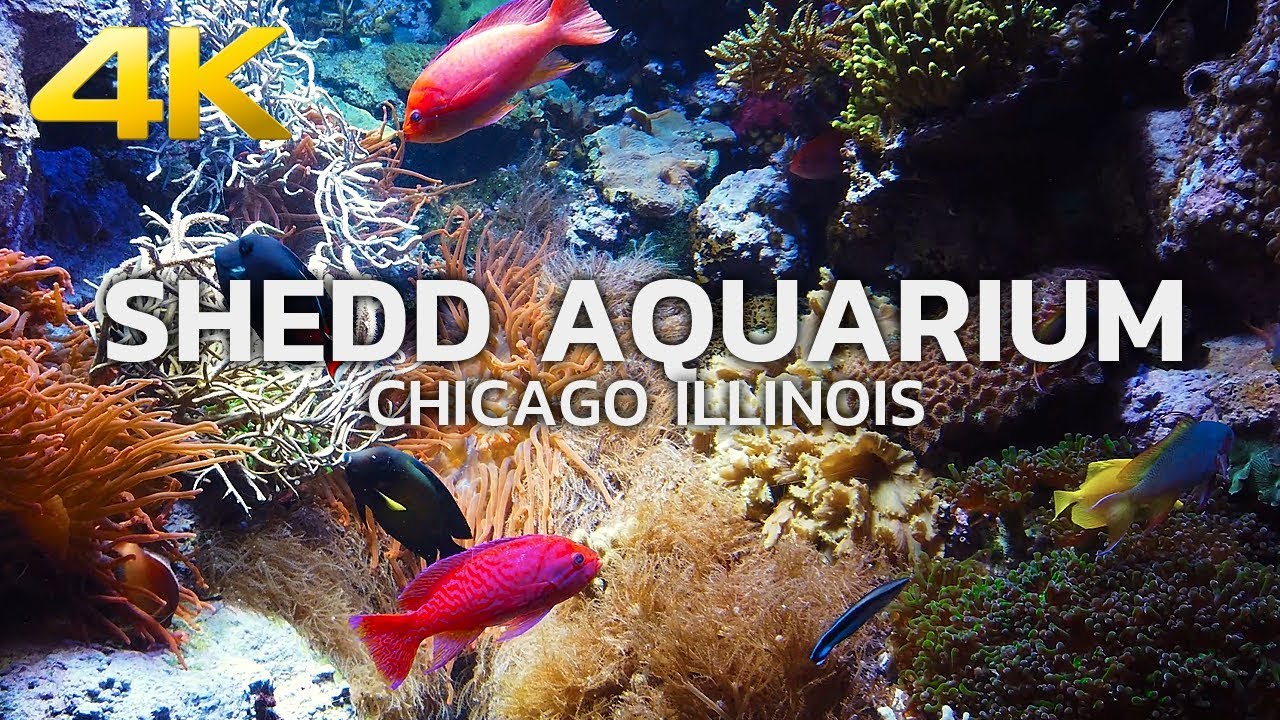 WALKING TOUR | CHICAGO - SHEDD Aquarium, John G. Shedd Aquarium, Downtown Chicago, Illinois