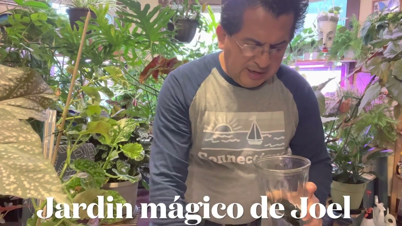 Propagación de Begonias por medio de esquejes @jardinmagicodejoel5697