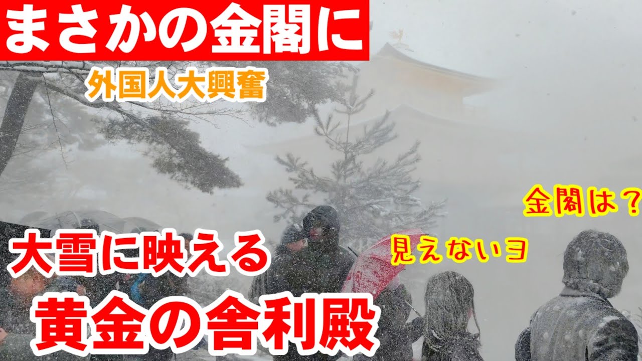 2/8(日)まさかの大雪金閣に外国人大興奮！白と金の美しすぎる庭園と黄金の舎利殿が雪に吹きすさぶ景色に感激する雪の日の京都