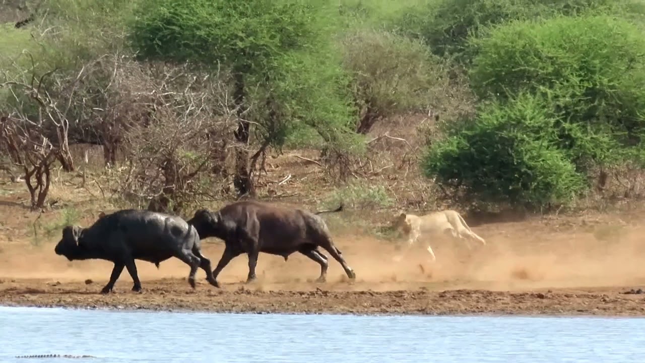 Young male lion chasing buffalo at the end | Kruger National Park