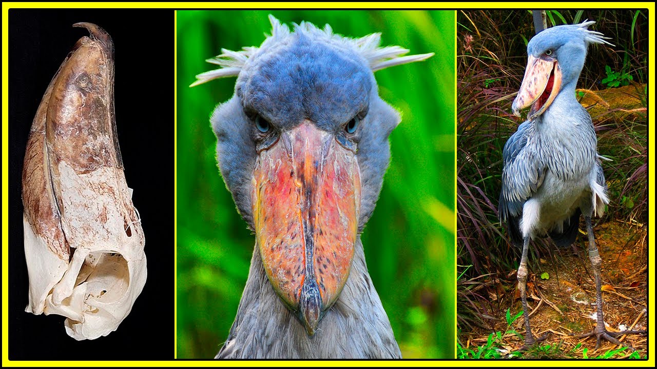 CEGONHA BICO-DE-SAPATO: EVOLUÇÃO e BIOLOGIA