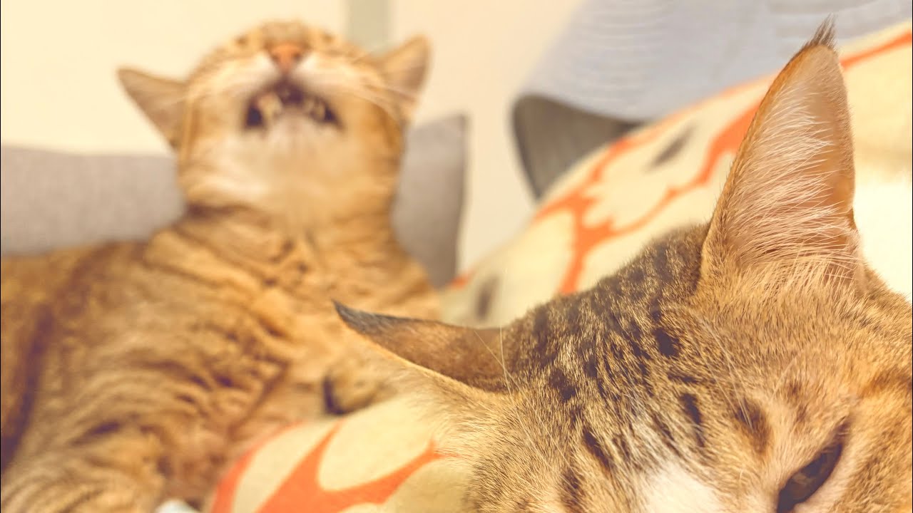 CATS VLOG|套上小確幸濾鏡的生活📸