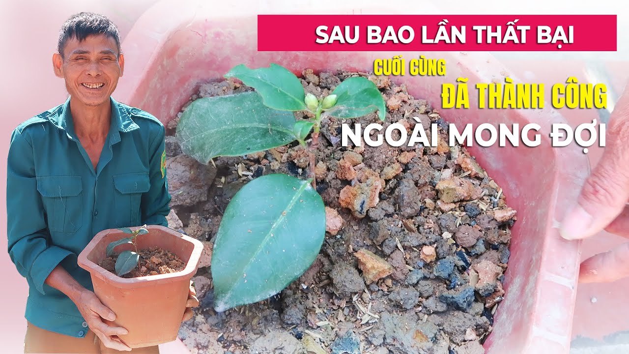 Tuyệt Chiêu Ươm Trà, Nhân Giống Cây Hoa Trà Mi Chơi Tết Cực Kỳ Đơn Giản Ai Cũng Làm Được