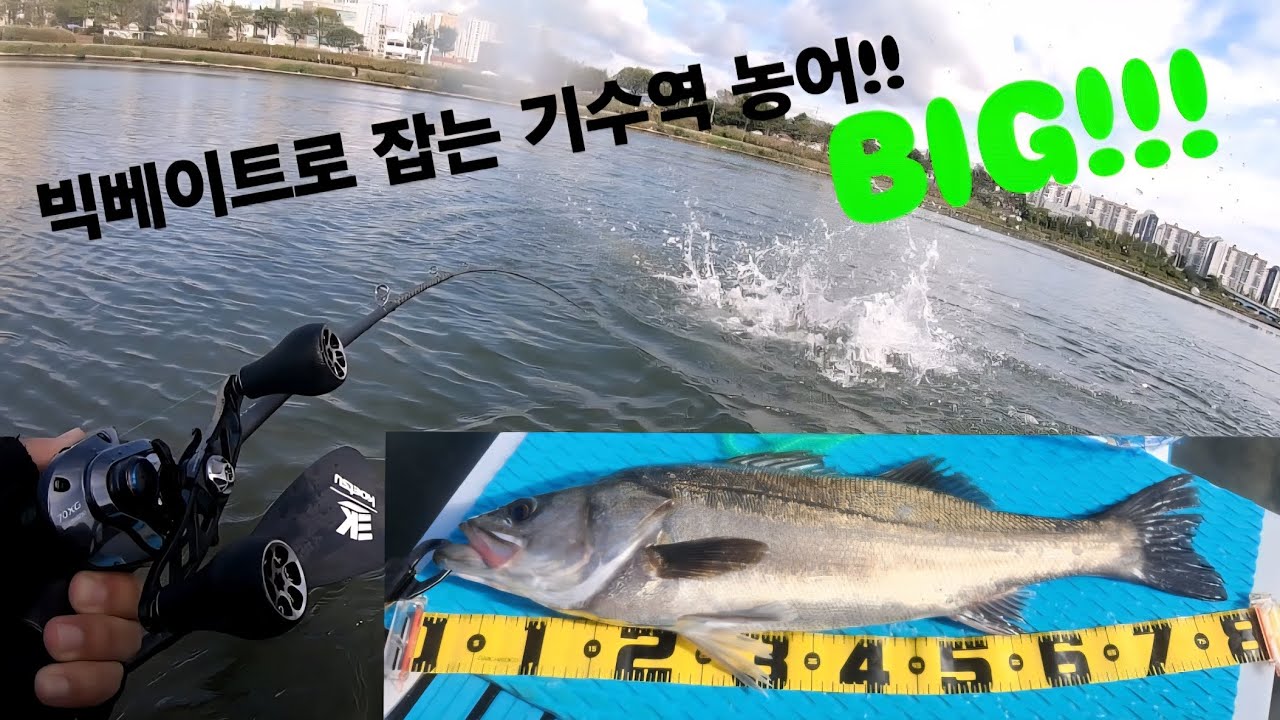 빅베이트로 만나는 기수역 낮농어