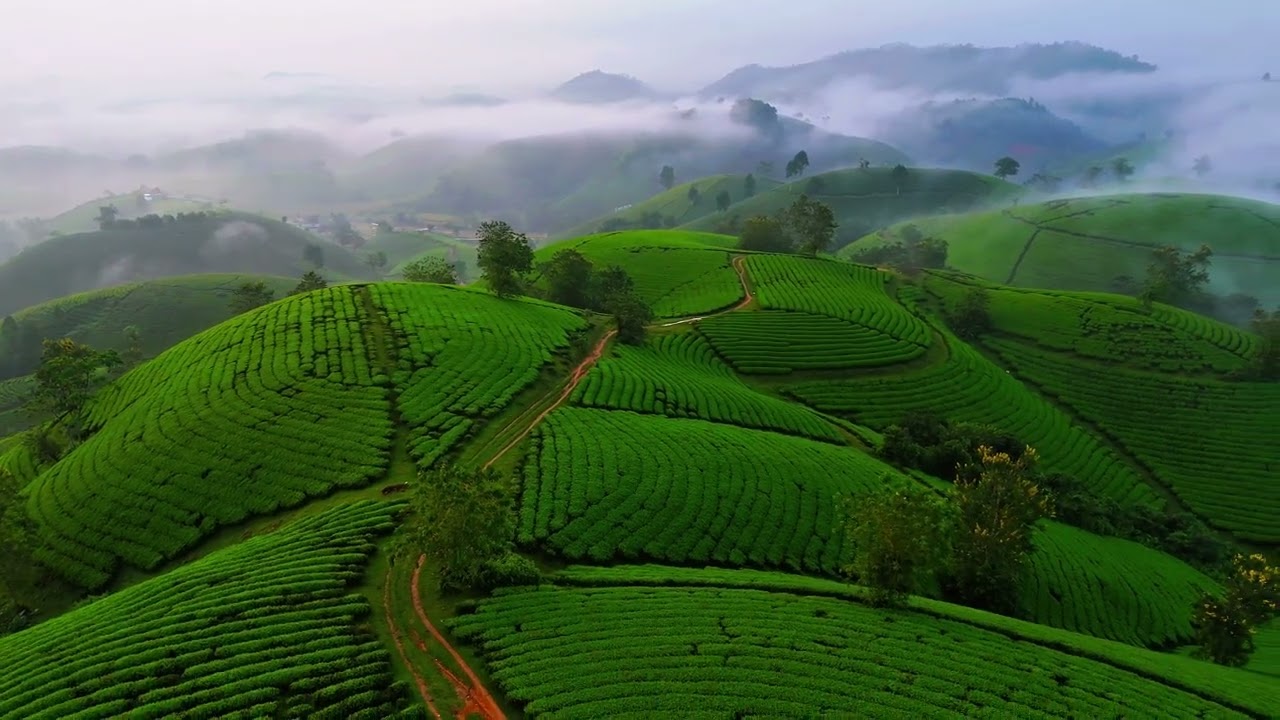 Tea Plantations