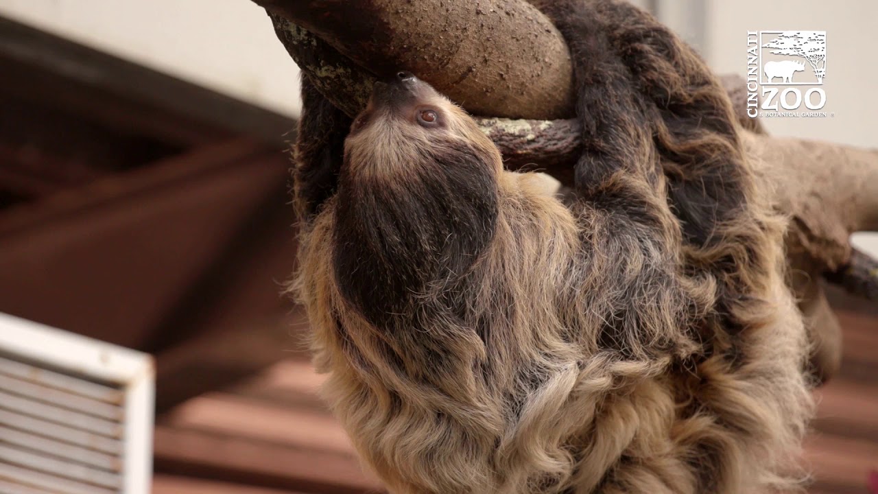 New Two-toed Sloth Lightning in Discovery Forest - Cincinnati Zoo