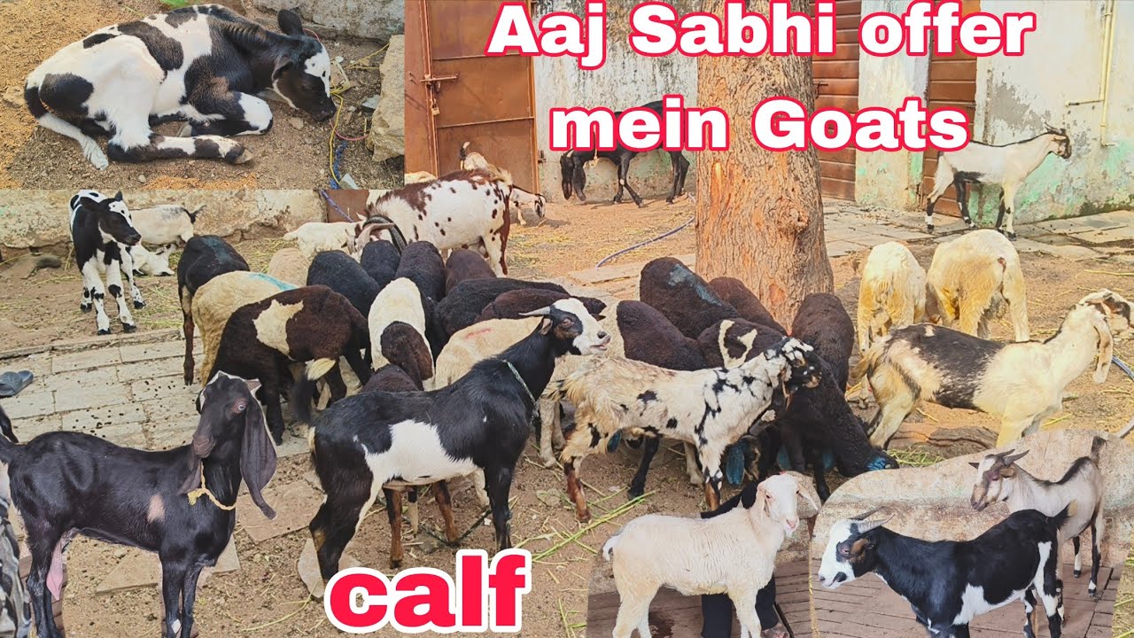 Jersey calf hai or multiple breed ke bakriya or Bakre sheep available in Hyderabad 