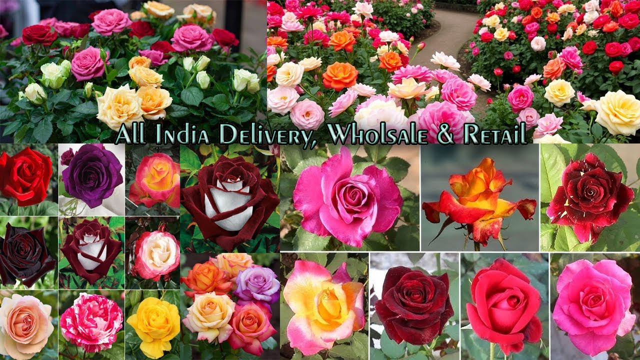 Khoobsurat Rose Plants – Har Ghar aur Garden ke Liye | Green Bazar 📞 8100330052 #viralvideo #viral