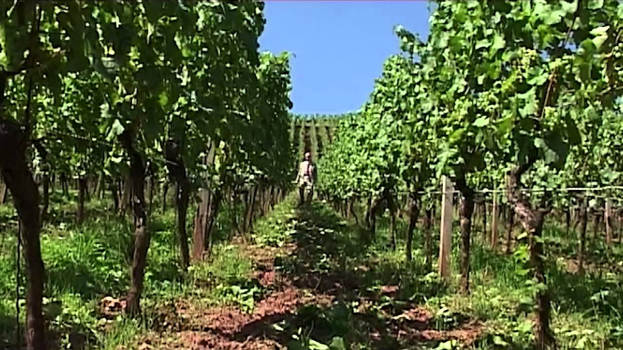 Rheinhessen - Deutsches Weinanbaugebiet