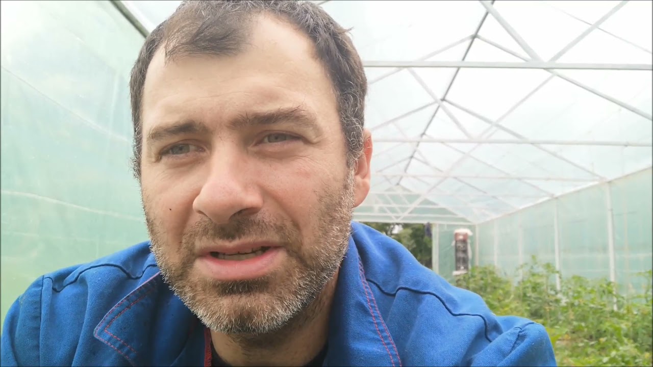 Salata Iceberg, detalii despre combatere melci, comentarii rautacioase si detalii vaduri inaltate
