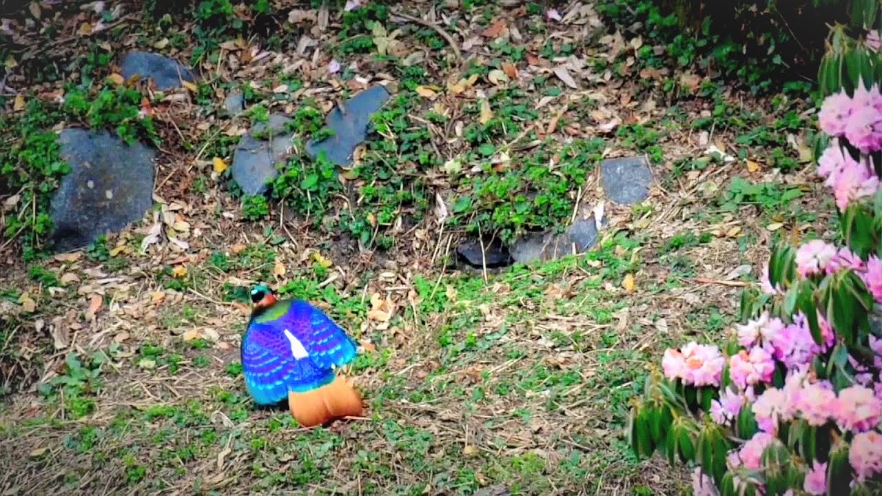 Male Monal Pheasant dancing at Chopta