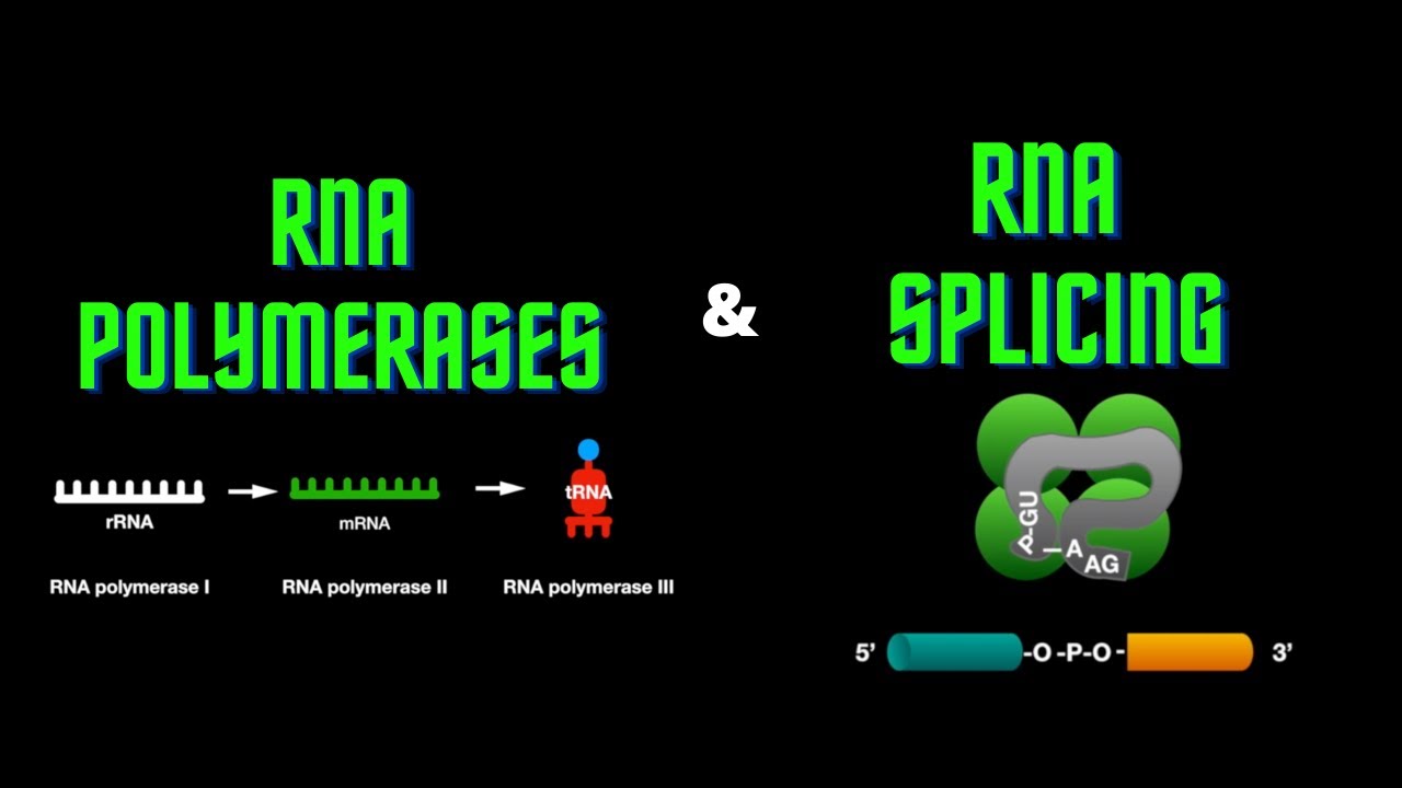 USMLE Step 1 - Lesson 13 - RNA polymerases and RNA splicing