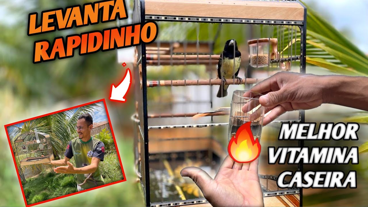 Truques!!! levantar papa capim frio PASSO a PASSO RÁPIDO e FÁCIL
