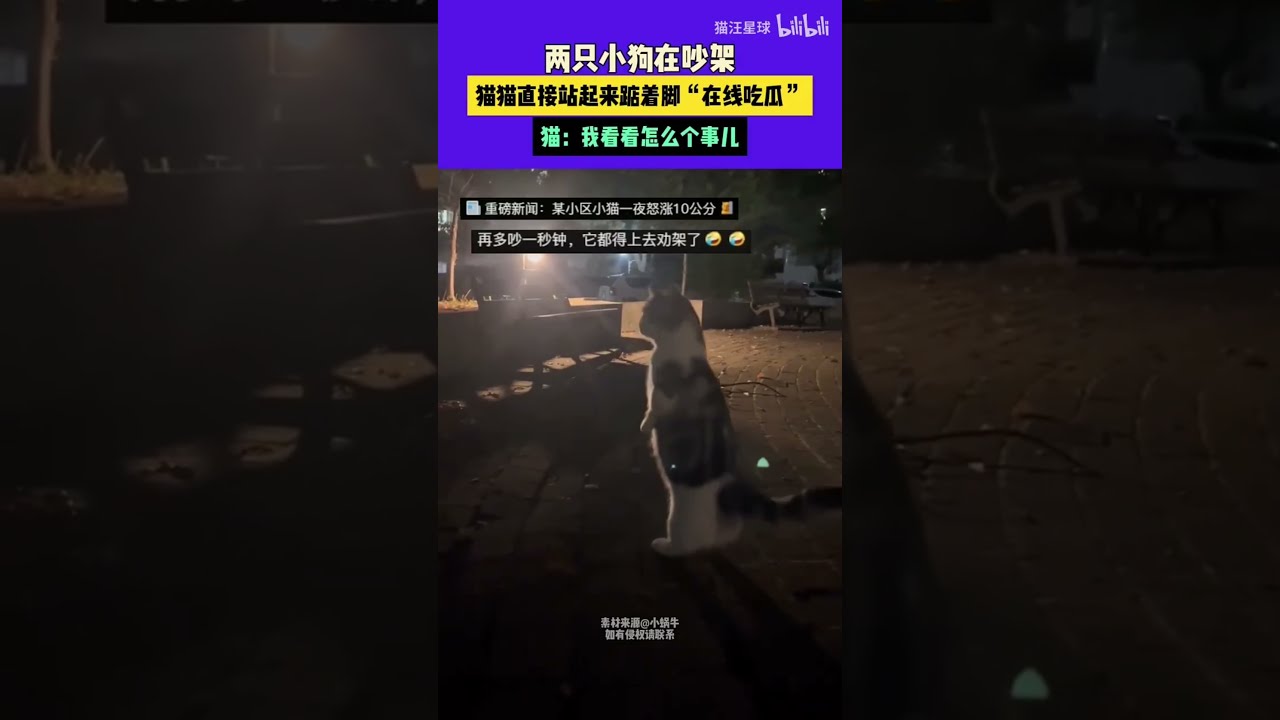 狸花：赏金已到位！江湖追杀令启动，主人：猫已经回家了，半夜三更被揍回来的