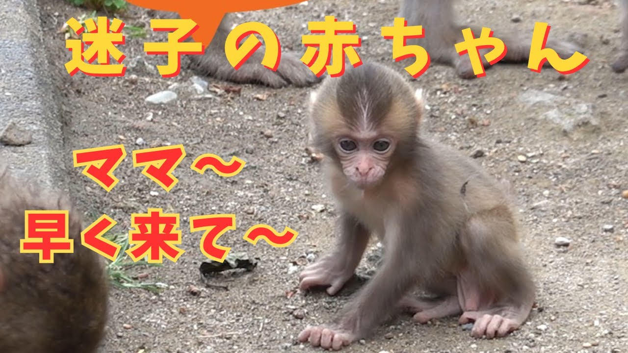迷子の赤ちゃん！ 大丈夫？ ママはどこ？【モンキーパーク 高崎山自然動物園】