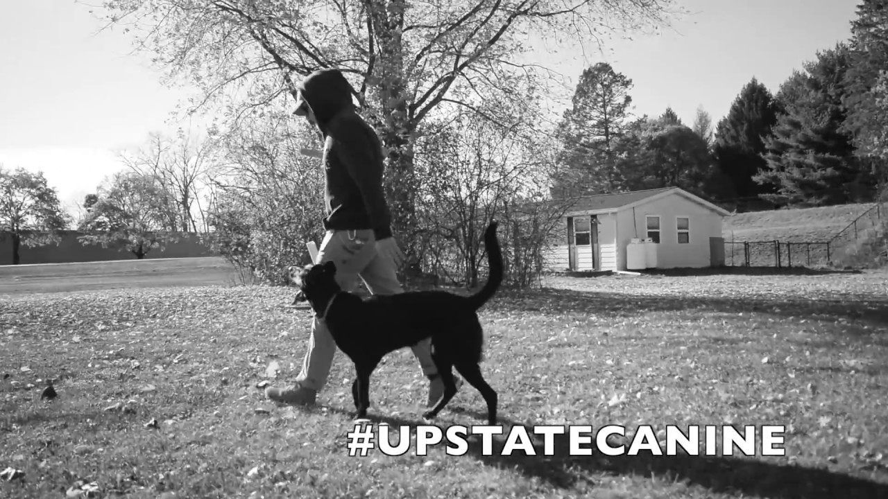Dog training is a dance with your dog - Dog Training with Americas Canine Educator
