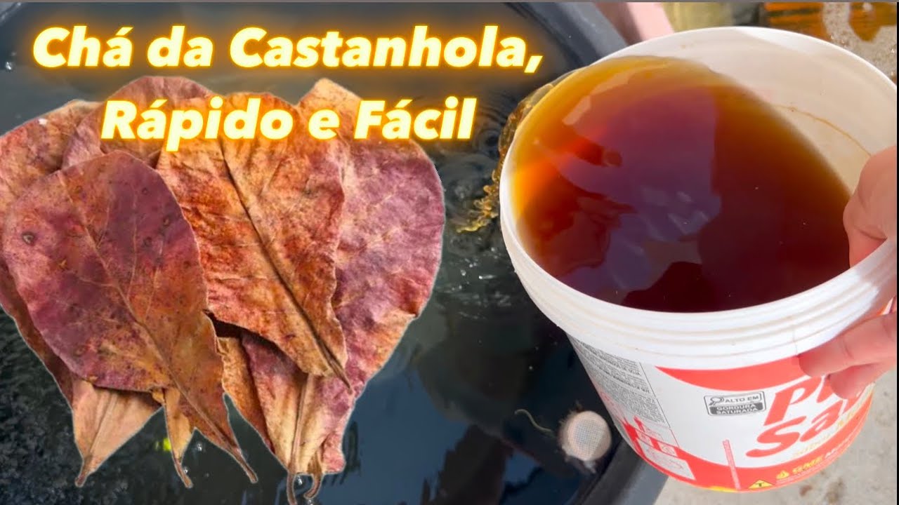 Chá da Folha da Castanhola, Rápido e Fácil. Saúde para seus Bettas.
