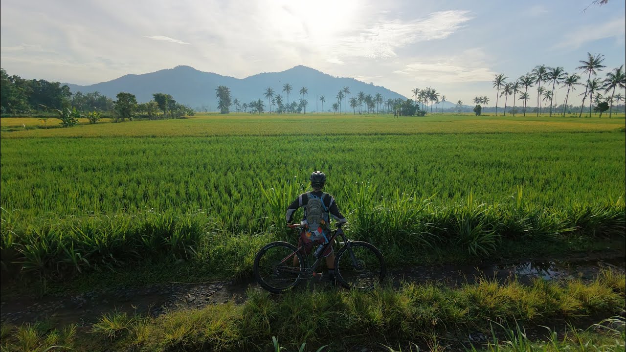 Gowes ke Jembatan Cinta melalui persawahan di Tempos #morning #ride #mtb #ricefield #gowes #lombok