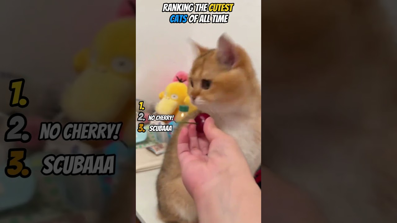 Ranking the cutest cats of all time #cute #cat #animals #viral #trending #usa