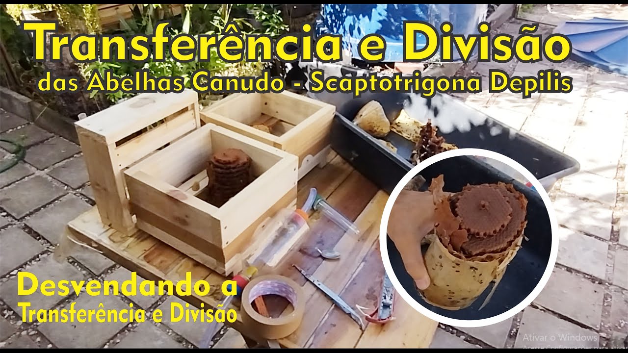 Desvendando a Transferência e Divisão das Abelhas Canudo - Scaptotrigona Depilis