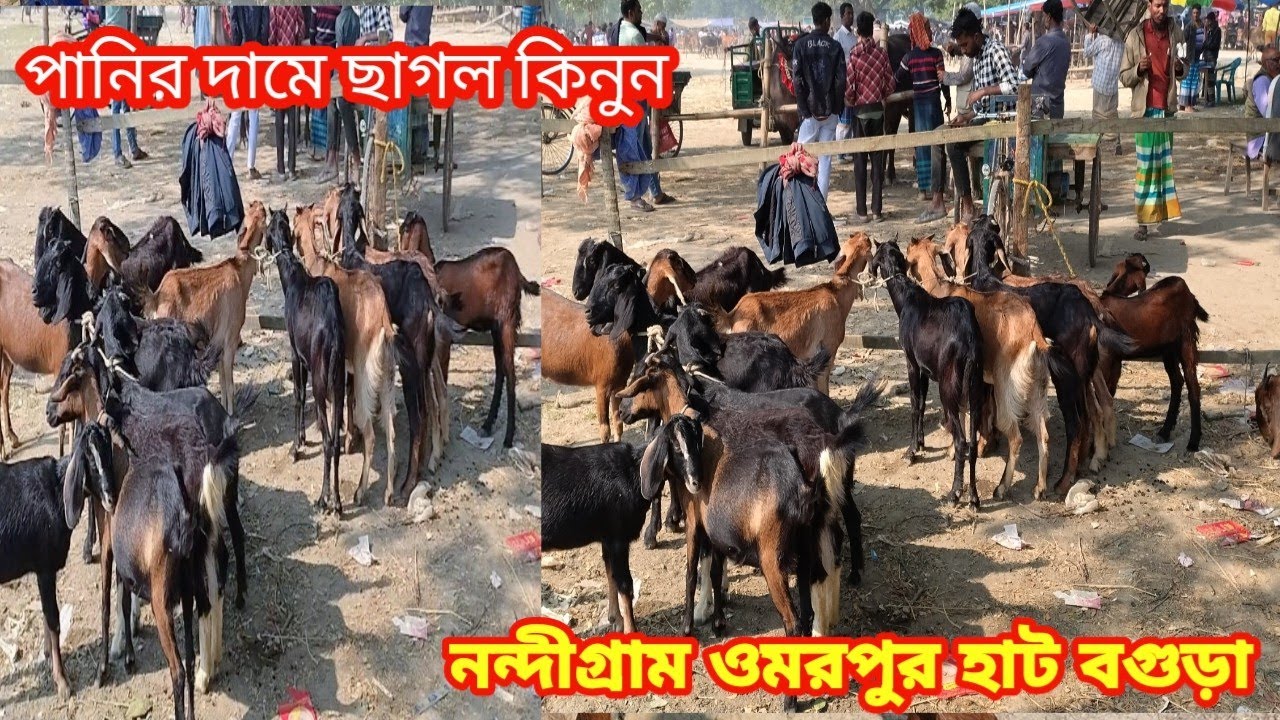 খামারের জন্য কম দামের মাঝে খাসি বরকির দাম দর জানুন||নন্দীগ্রাম ওমরপুর হাট বগুড়া||ছাগলের দাম দর-২৫||