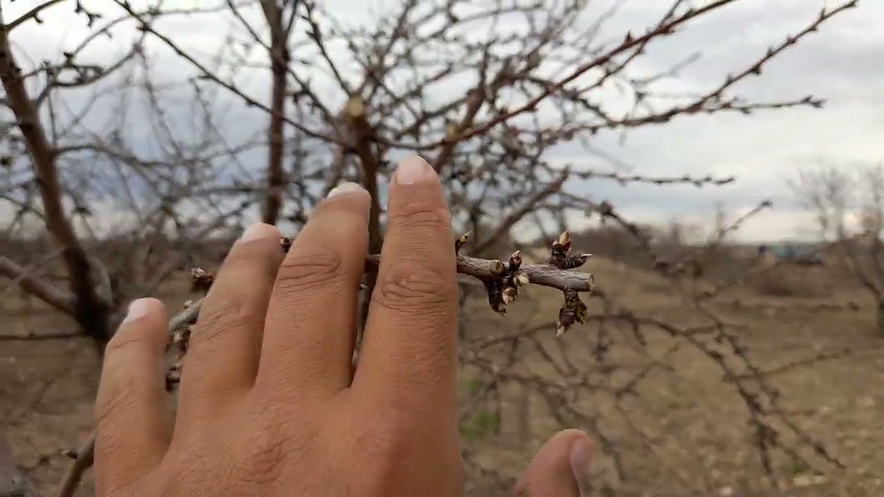 Makako y Penta en secano, almendros de floraci&oacute;n extra-tard&iacute;a 2022. @cebasfruit8898