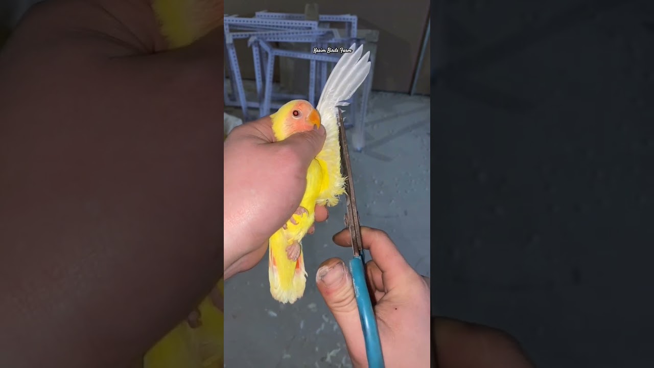 lovebirds bird raising experience sharing, lovebird, talking parrot, bird cage and birdwar