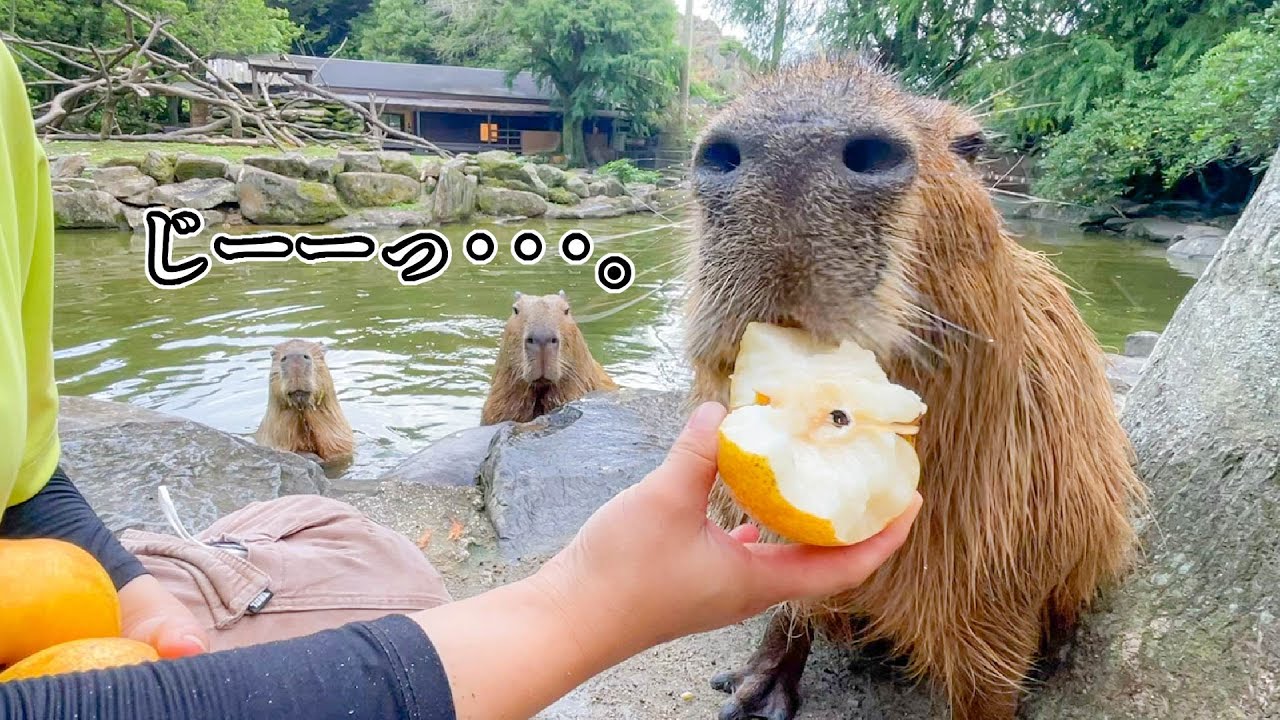 至福のひと時をを味わうカピバラと、それを凝視するカピバラ。