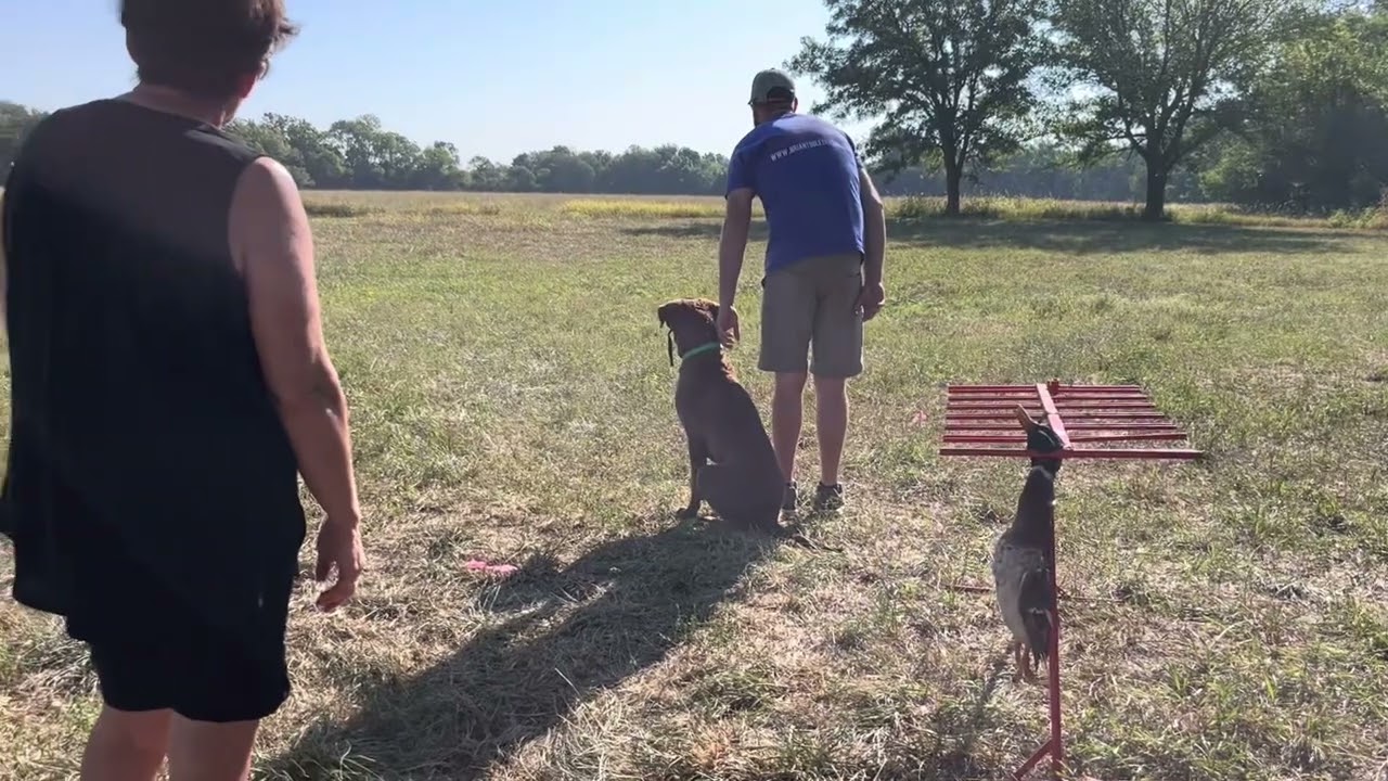 2023 AKC Junior hunt test - Land portion