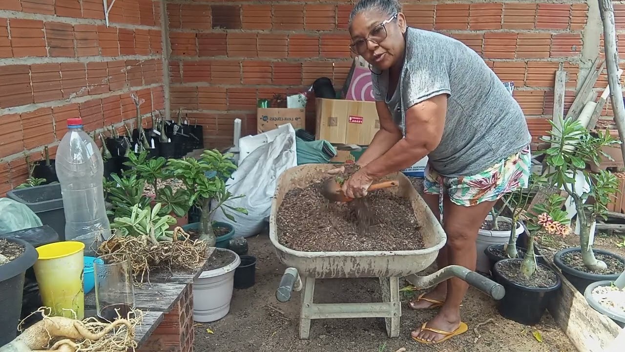 Olá meu povo, fazendo replantio de umas mudas, vamos vê 🌹