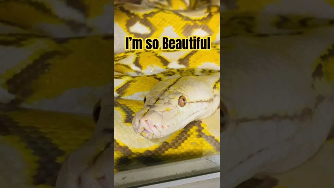 Beautiful Mochachino reticulated python (malayopython reticulatus)