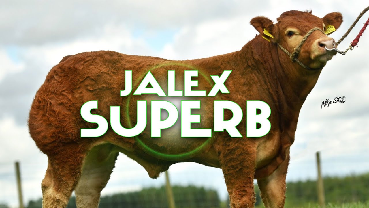 Jalex Superb Limousin Bull