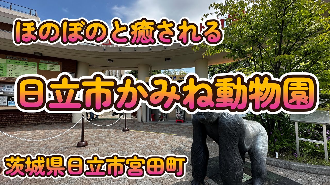 【Vlog】ほのぼのと癒される「日立市かみね動物園」茨城県日立市宮田町 4K